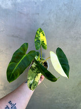 Variegated Burle Marx Philodendron - EXACT Plant - (May-29-09)