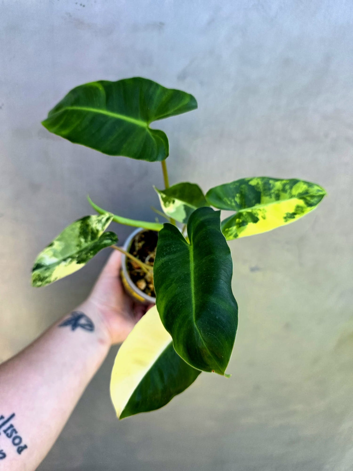 Variegated Burle Marx Philodendron - EXACT Plant - (May-29-09)