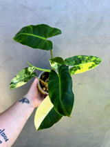 Variegated Burle Marx Philodendron - EXACT Plant - (May-29-09)