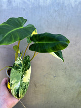 Variegated Burle Marx Philodendron - EXACT Plant - (May-29-09)