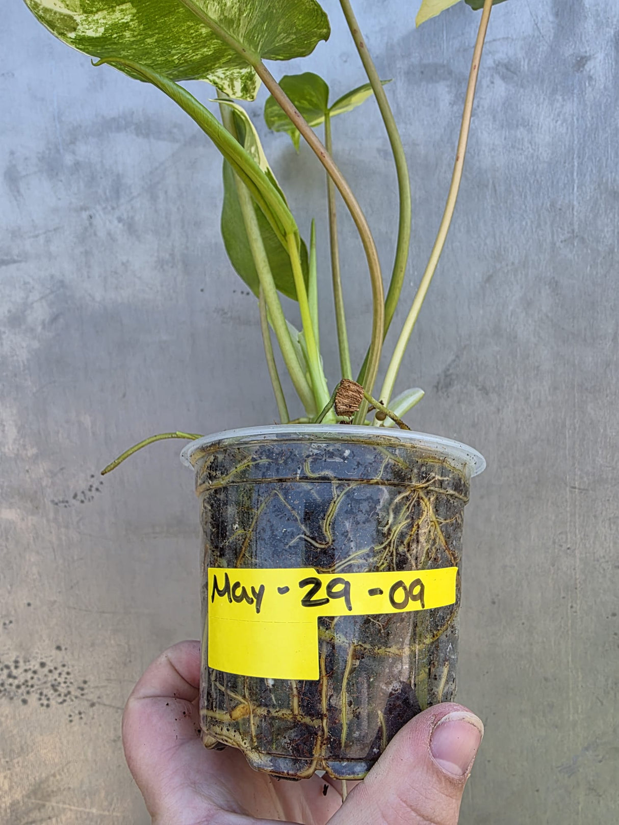 Variegated Burle Marx Philodendron - EXACT Plant - (May-29-09)