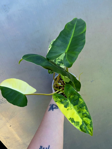 Variegated Burle Marx Philodendron - EXACT Plant - (May-29-09)