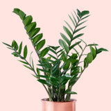 Zamioculcas Zamiifolia Plant in a 6" Nursery Pot - Low Light Easy Indoor Houseplant