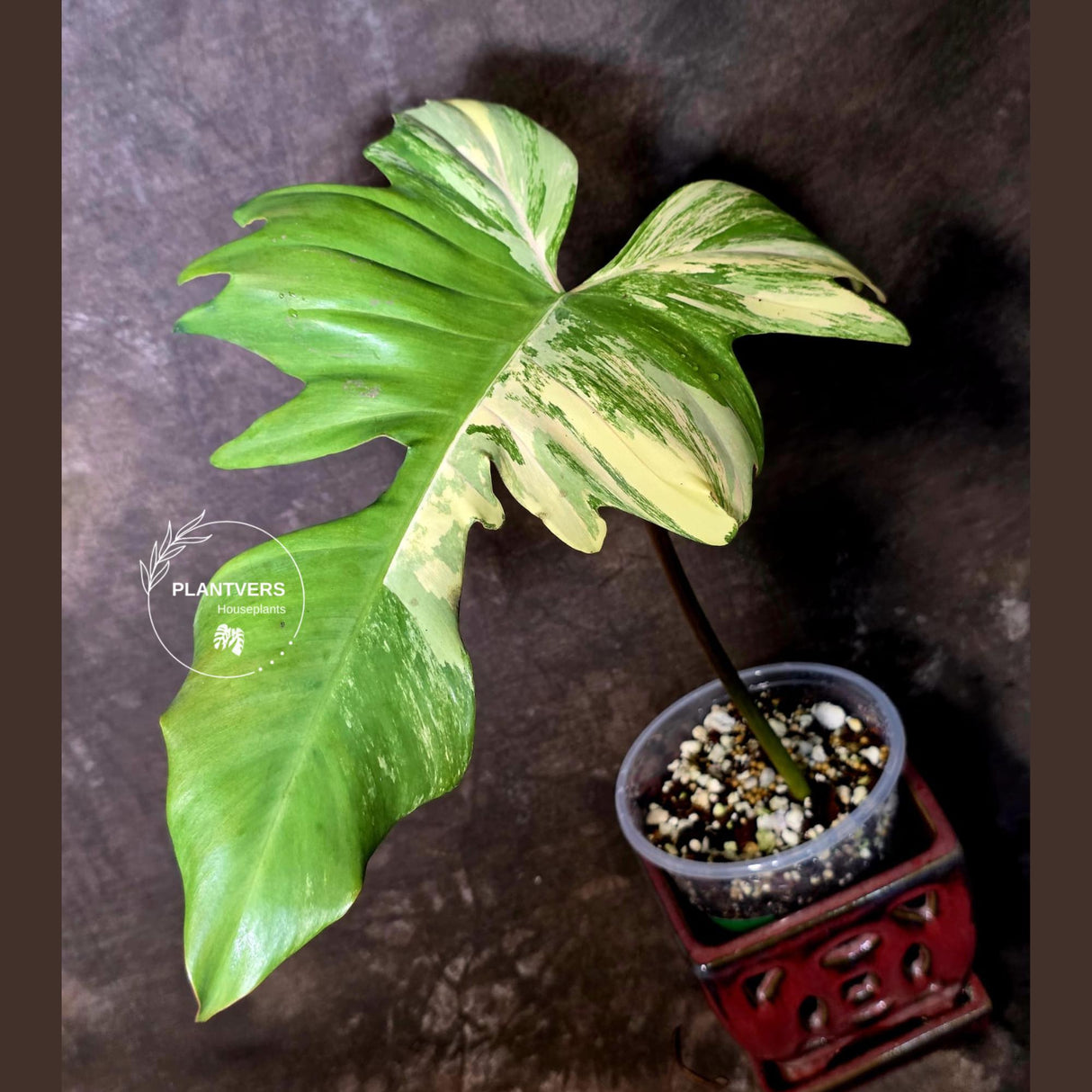 Variegated Philodendron Florida Beauty x Mayoi - (June-5-71)