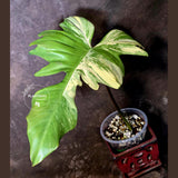 Variegated Philodendron Florida Beauty x Mayoi - (June-5-71)
