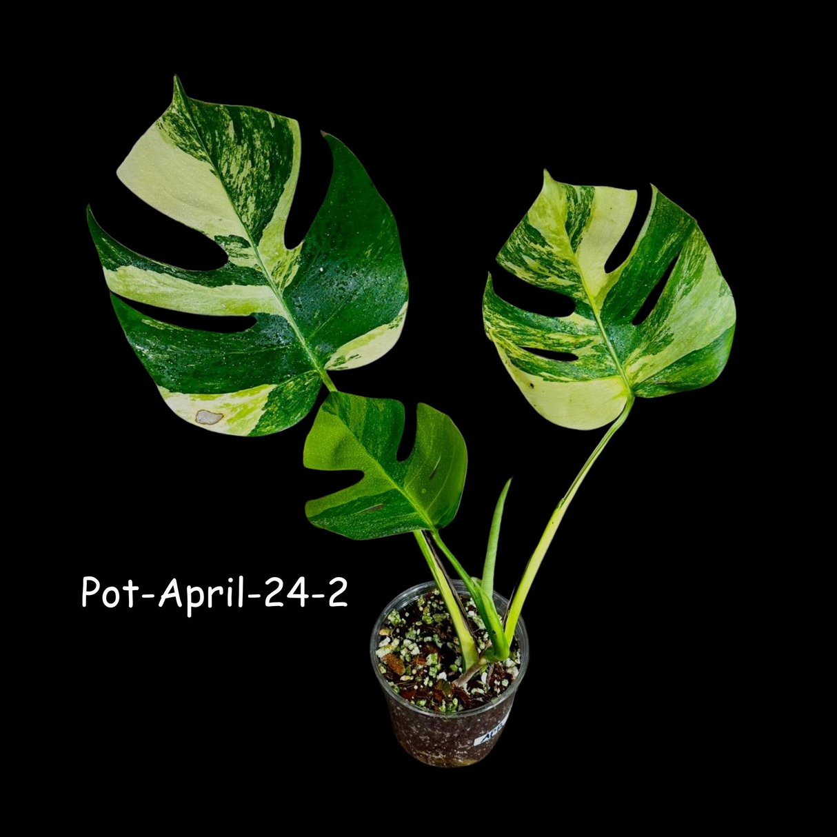 Variegated Monstera Borsigiana Aurea EXACT Plant - Monstera Aurea Variegata Pot - Monstera Marmota - SAME Plant as images - US Seller